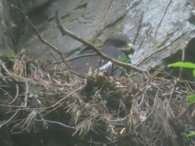 巣立ち後に死亡したイヌワシのヒナ