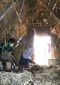 わら小屋に根株を並べる「伏せ込み」＝三田市大原