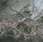 巣立ち後に死亡したイヌワシのヒナ