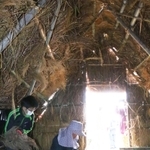 わら小屋に根株を並べる「伏せ込み」＝三田市大原