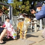 本物そっくりな虎の置物と記念撮影＝三田市天神３