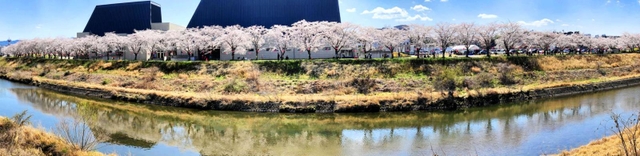 見渡す限りの桜並木＝三田市三輪（パノラマモードで撮影）