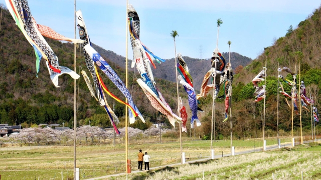青空を泳ぐこいのぼり＝三田市藍本
