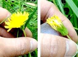カンサイタンポポの開いている花序（左）と閉じた花序（右）。右の花序にだけ午前中に受粉を行った。いずれも同じ日の午後３時ごろに撮影