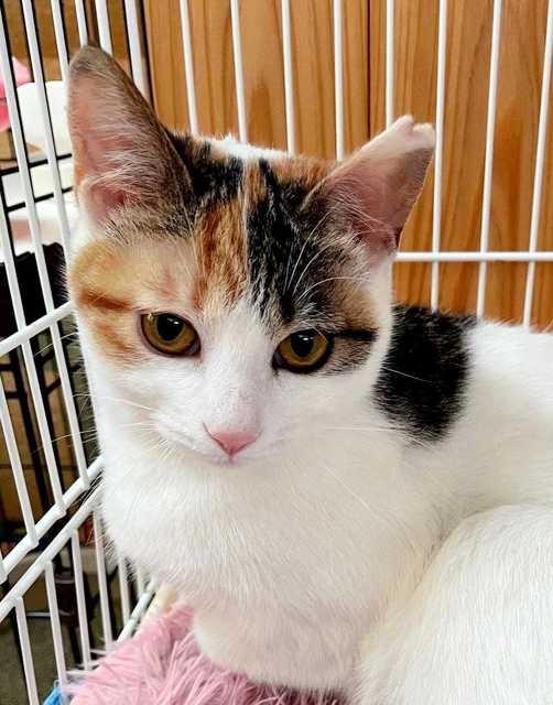 手術を済ませ、耳の先端をＶ字にカットした猫（三田市提供）