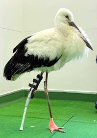 義足を付けたコウノトリ（神戸医療福祉専門学校三田校提供）