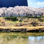 見渡す限りの桜並木＝三田市三輪（パノラマモードで撮影）