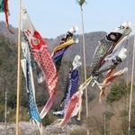 青空を泳ぐこいのぼり＝三田市藍本