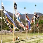 青空を泳ぐこいのぼり＝三田市藍本