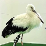 義足を付けたコウノトリ（神戸医療福祉専門学校三田校提供）