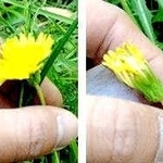 カンサイタンポポの開いている花序（左）と閉じた花序（右）。右の花序にだけ午前中に受粉を行った。いずれも同じ日の午後３時ごろに撮影