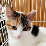 手術を済ませ、耳の先端をＶ字にカットした猫（三田市提供）