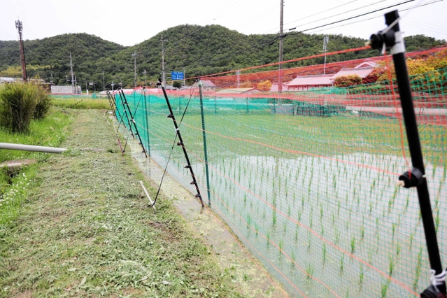 キツネからアイガモを守るために張られた電気柵＝三田市