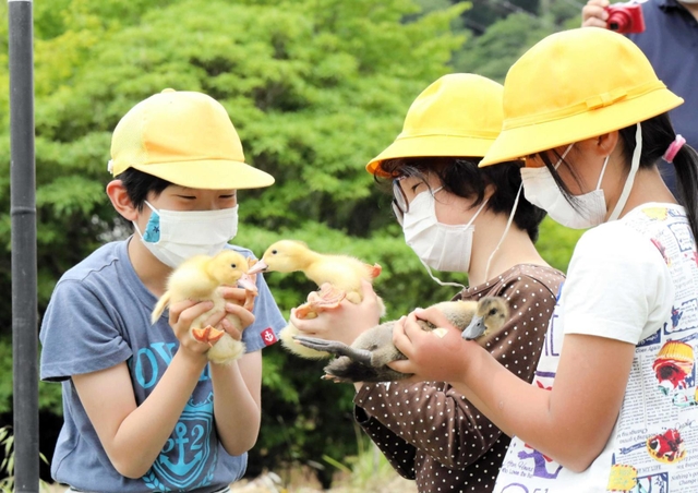 手に持ったひなを近づけて喜ぶ児童＝三田市