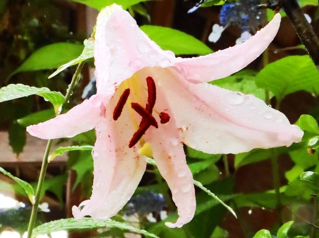 三田市の民家の庭で、約６０年がたって初めて花を咲かせたササユリ＝三田市