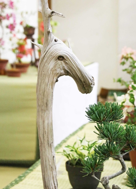 キリン？ウマ？想像膨らむ木（三田市）