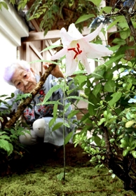 約６０年がたって初めて花を咲かせたササユリ＝三田市