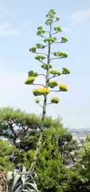 アオノリュウゼツラン（資料写真）