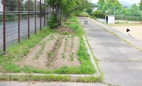 校舎とグラウンドの間の植え込みに畝を作っている＝三田市ゆりのき台３