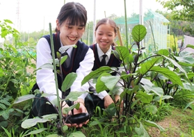 夏野菜を育てる前原さん（左）と昆野さん＝三田市ゆりのき台３