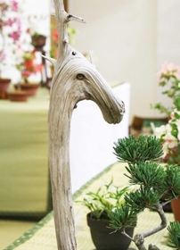 キリン？ウマ？想像膨らむ木（三田市）