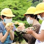 手に持ったひなを近づけて喜ぶ児童＝三田市