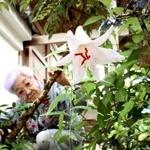 約６０年がたって初めて花を咲かせたササユリ＝三田市