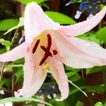 三田市の民家の庭で、約６０年がたって初めて花を咲かせたササユリ＝三田市