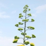 アオノリュウゼツラン（資料写真）