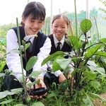 夏野菜を育てる前原さん（左）と昆野さん＝三田市ゆりのき台３