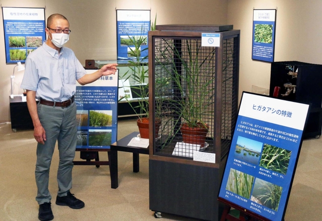 ヒガタアシの脅威について解説する黒田有寿茂主任研究員＝三田市弥生が丘６