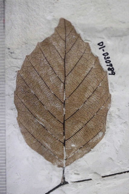 葉の化石、葉脈や柄など観察し特定 ひとはく研究員だより | 三田 | 神戸新聞NEXT