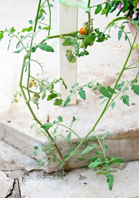 コンクリートの亀裂から伸びる茎＝三田市