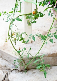 コンクリートの亀裂から伸びる茎＝三田市