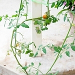 コンクリートの亀裂から伸びる茎＝三田市