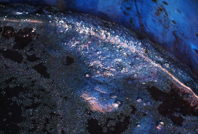 染め頃を知らせる「藍の華」＝三田市藍本