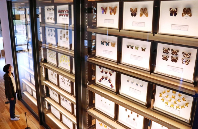 ずらりと並んだ昆虫の標本＝三田市弥生が丘６