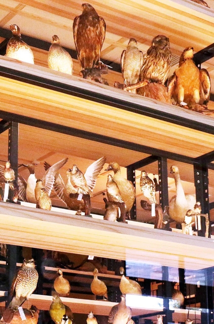 鳥類の剥製＝三田市弥生が丘６