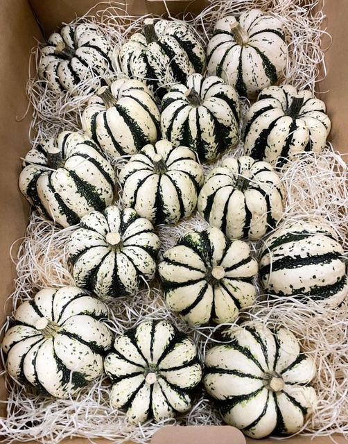 恐竜のたまご（北育ち元気村花き生産組合提供）