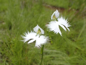 サギソウの花