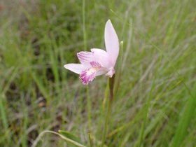 トキソウの花