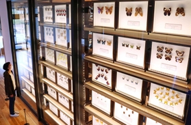 ずらりと並んだ昆虫の標本＝三田市弥生が丘６