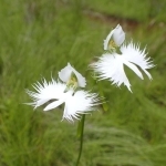 サギソウの花