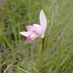 トキソウの花
