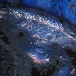 染め頃を知らせる「藍の華」＝三田市藍本