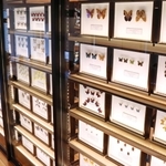 ずらりと並んだ昆虫の標本＝三田市弥生が丘６