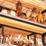 鳥類の剥製＝三田市弥生が丘６