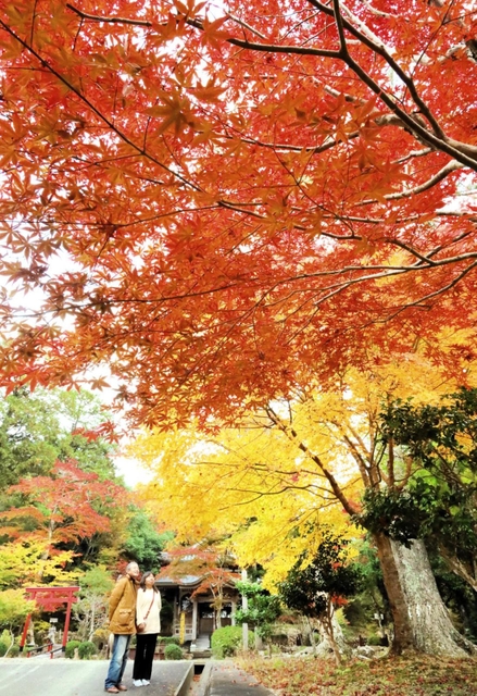 赤や黄、オレンジ…。今が紅葉の盛りという＝光明寺