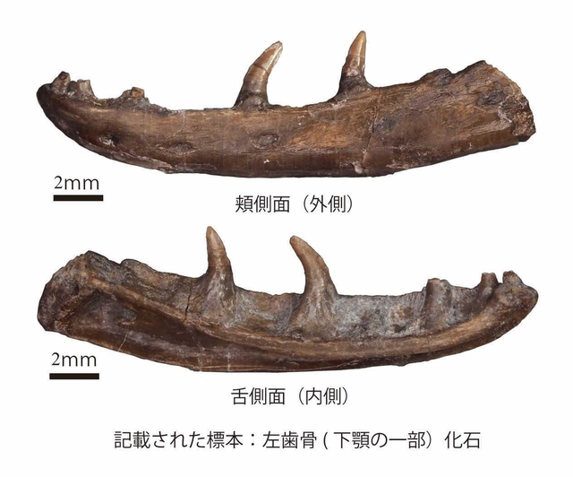 モロハサウルス・カミタキエンシスの標本