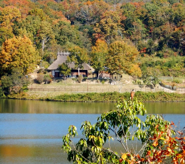 紅葉が残っている様子を入れて、小鳥が向いているところにピントを合わせました。小鳥がなぜか１人でいるので寂しそうです。（松本怜維）